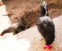 Plymouth rock hen, chiks and fertile eggs are available for sale