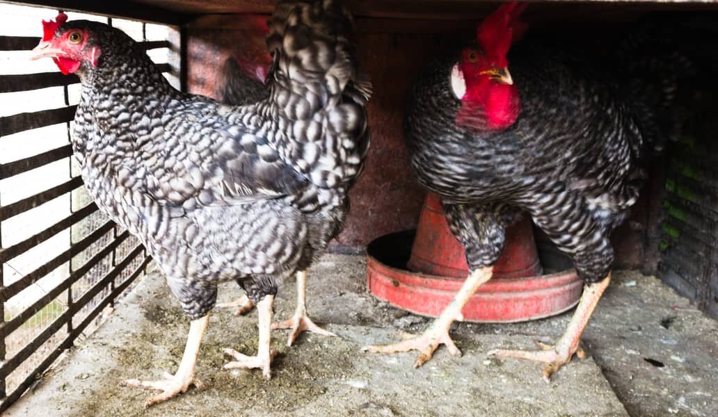 Plymouth rock hen, chiks and fertile eggs are available for sale 1