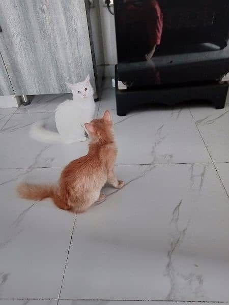 Persian kittens pair 0