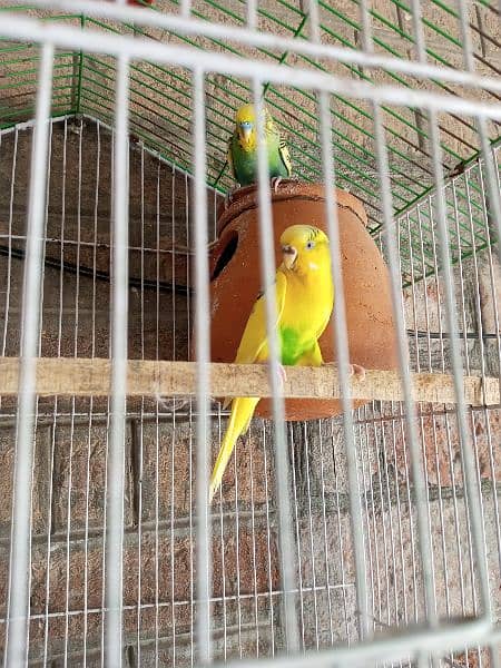 Australian parrots, breeder pair, Australian toty 1