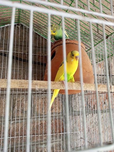 Australian parrots, breeder pair, Australian toty 8