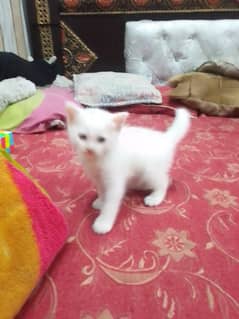 Persian cat baby cross breed
