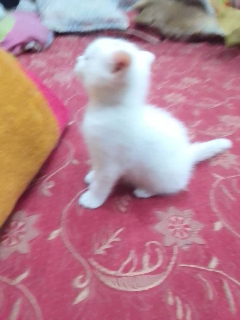 Persian cat baby cross breed 2