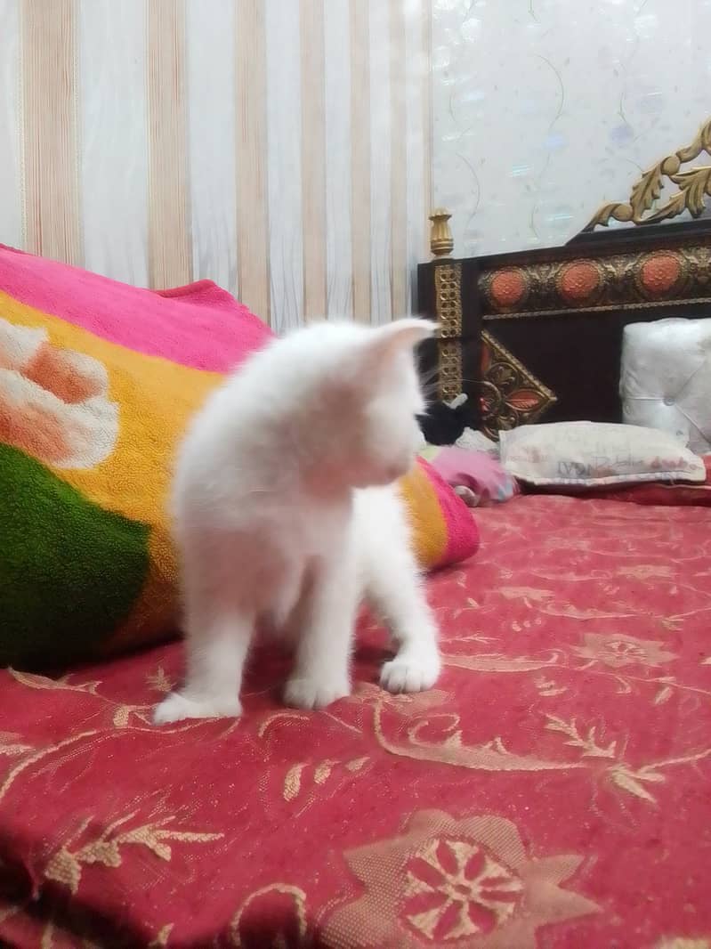 Persian cat baby cross breed 4