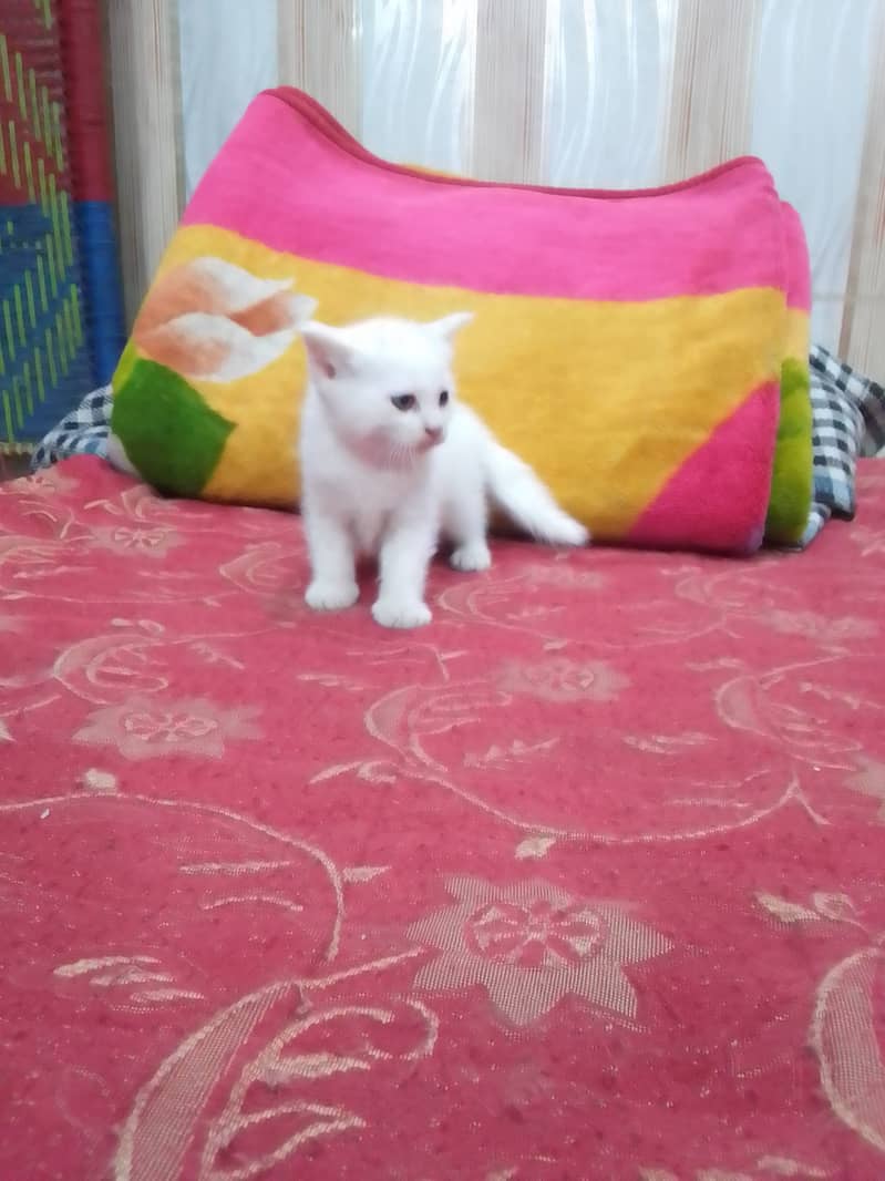 Persian cat baby cross breed 5