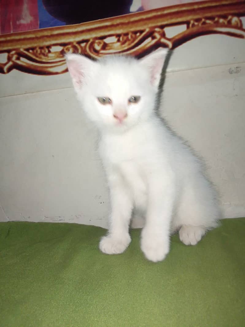 Persian cat baby cross breed 6