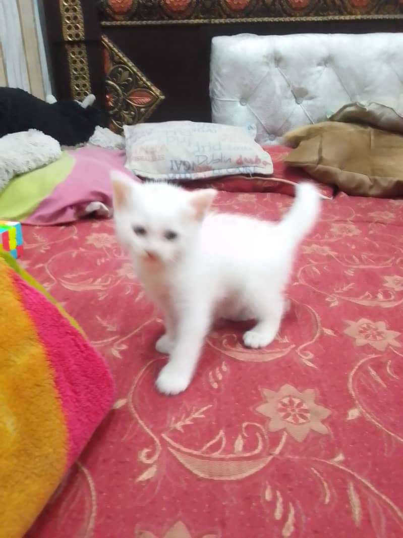 Persian cat baby cross breed 7