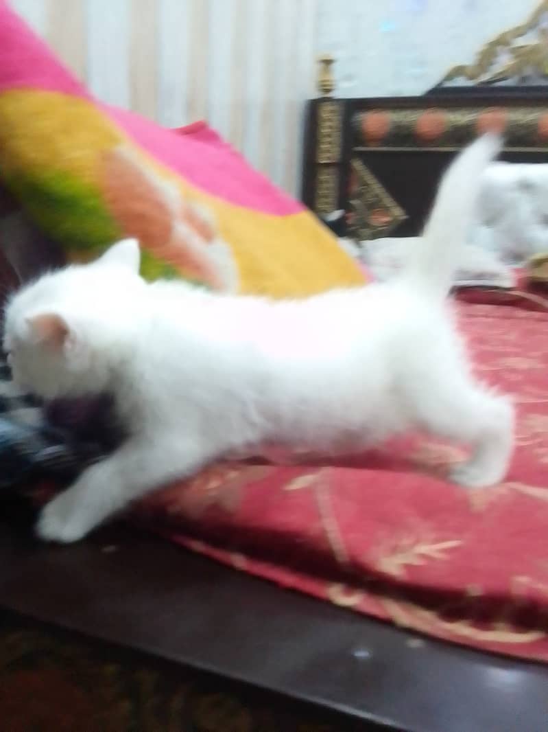 Persian cat baby cross breed 9
