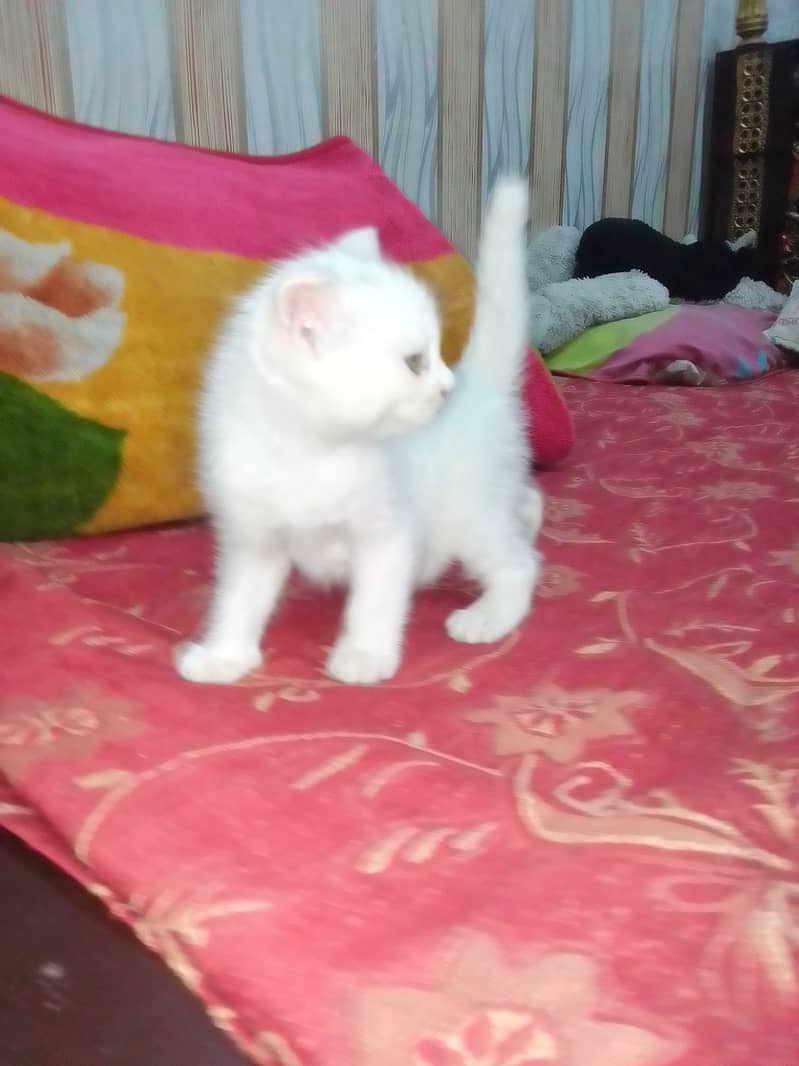 Persian cat baby cross breed 12