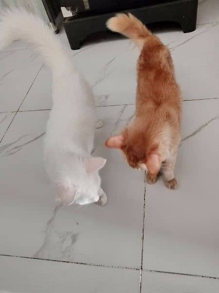 Persian kittens pair 8