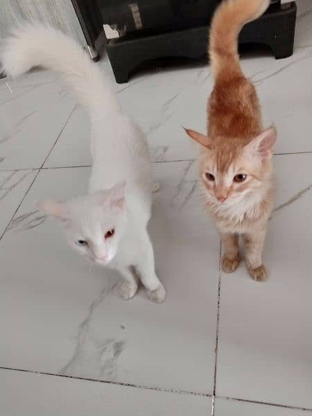 Persian kittens pair 9