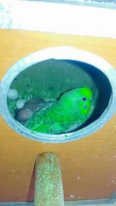 Australian parrots and king size available