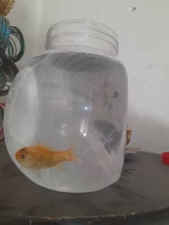 A Goldfish with a bowl 0