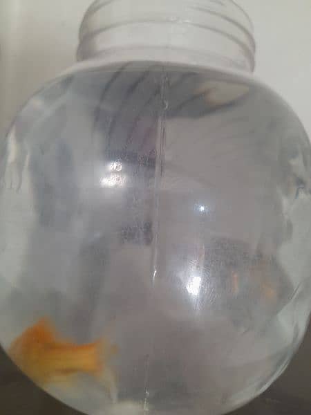 A Goldfish with a bowl 1