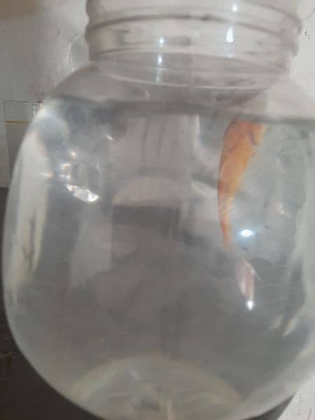A Goldfish with a bowl 2