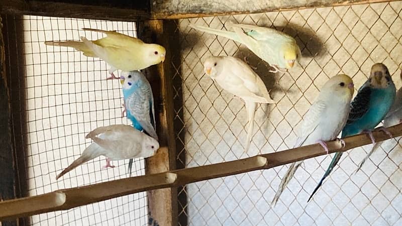 Australian parrots 5