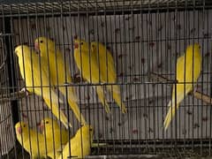 Rincgneck | Yellow ringneck | Chicks  Location Multan