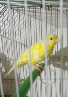 canary available with cage