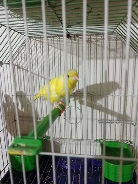 canary available with cage 1