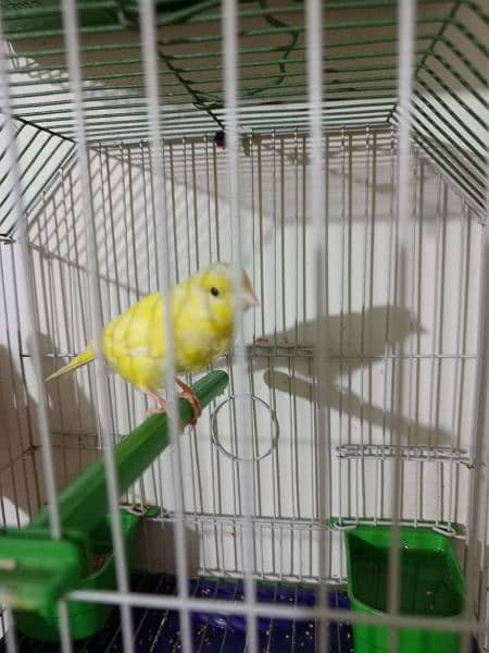 canary available with cage 2