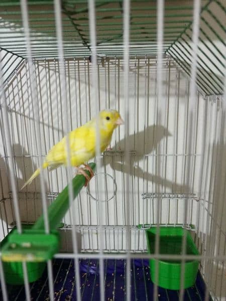canary available with cage 4