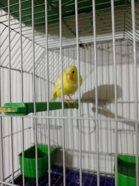 canary available with cage 5