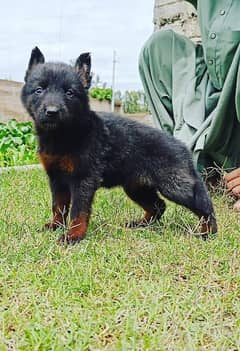 black 10 German Shepherd long coat female two month for sale available