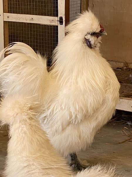 Top Quality Silkie chicks for sale 2