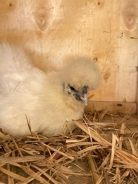 Top Quality Silkie chicks for sale 4