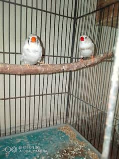 snow white finches breeder pair for sale exchange possible 0
