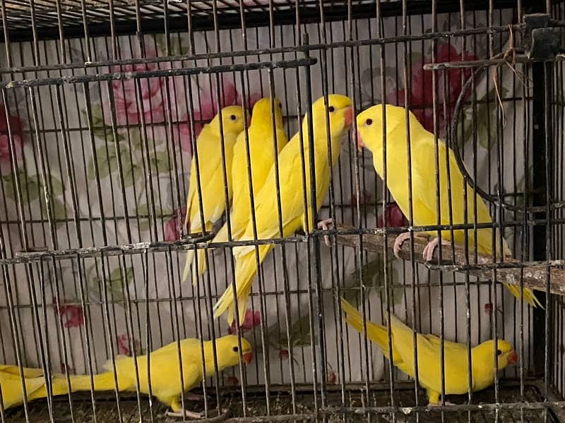 Rincgneck | Yellow ringneck | Chicks  Location Multan 1