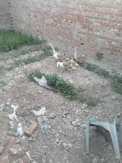 bri batkh alongs with chicks