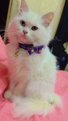 Persian Cat,Tripple Coat,Cat,White Cat,Double Shade Eyes