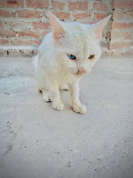 Russian cat odd eyez 2