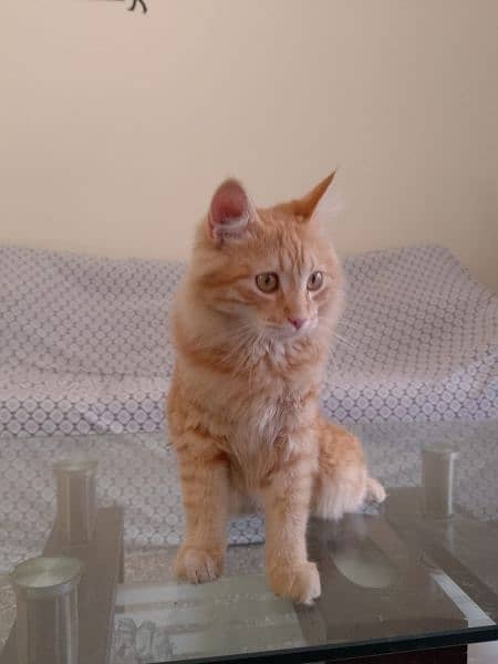 male cat looking for new home 1