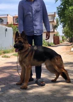 King size Gsd Male 10 Month Old