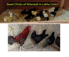 Mianwali Aseel Lakha Chicks chuze for sale,healthy active,fertile eggs