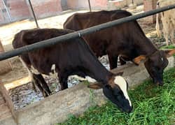 cow heifers for sale