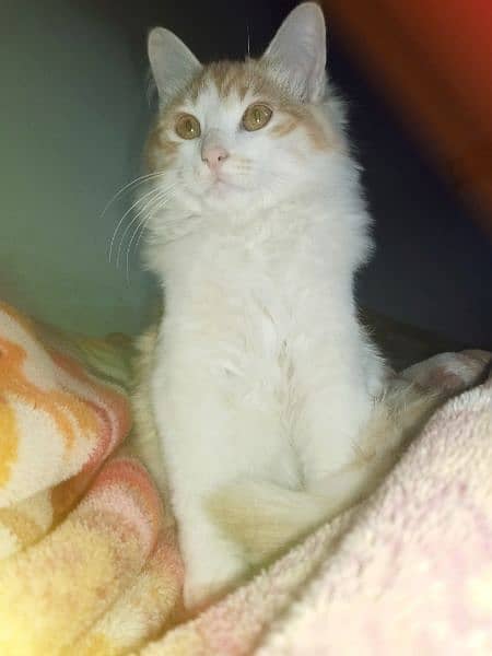 Persian Cat Male 1