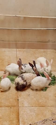 Beautiful Bunnies for Sale in Karachi