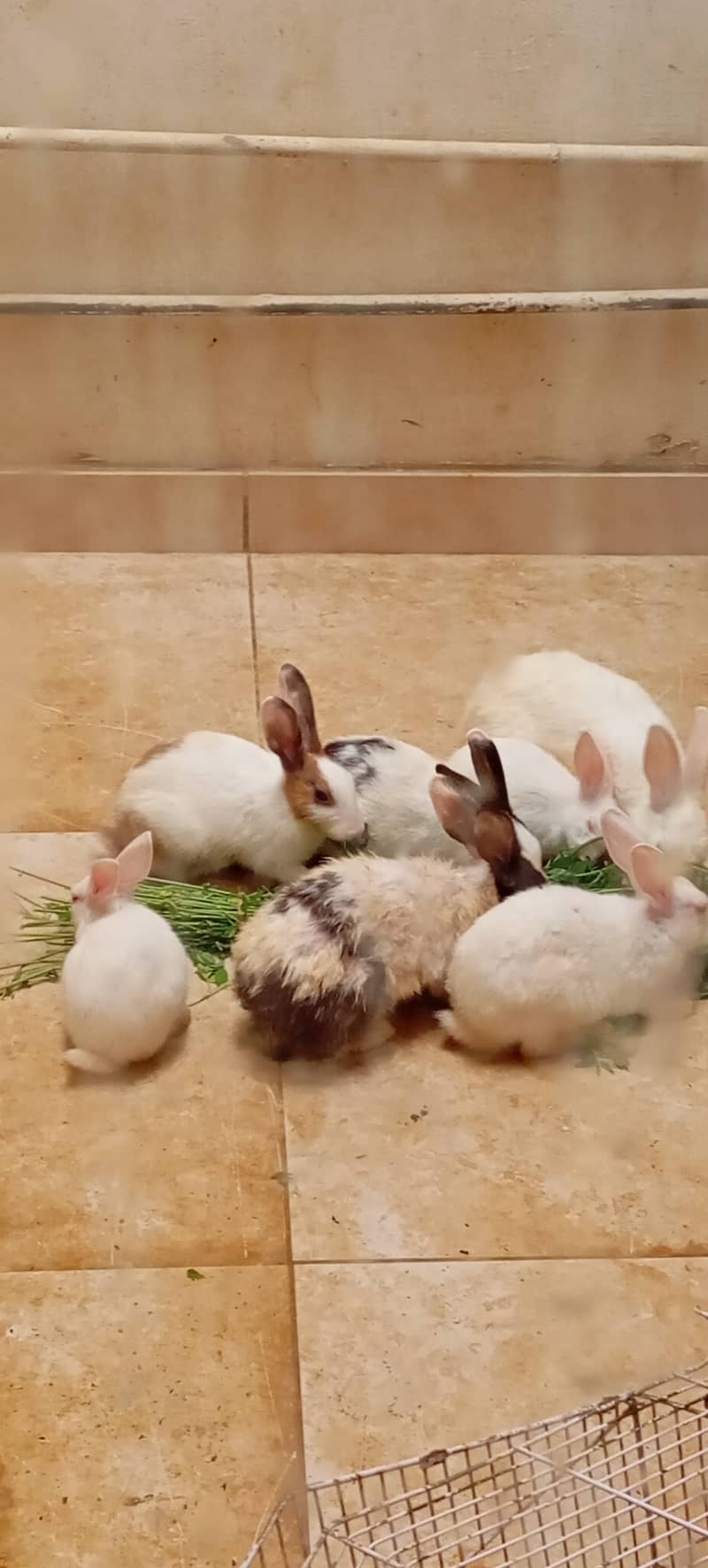 Beautiful Bunnies for Sale in Karachi 1