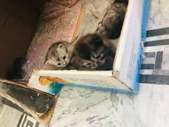 kittens up for sale 0