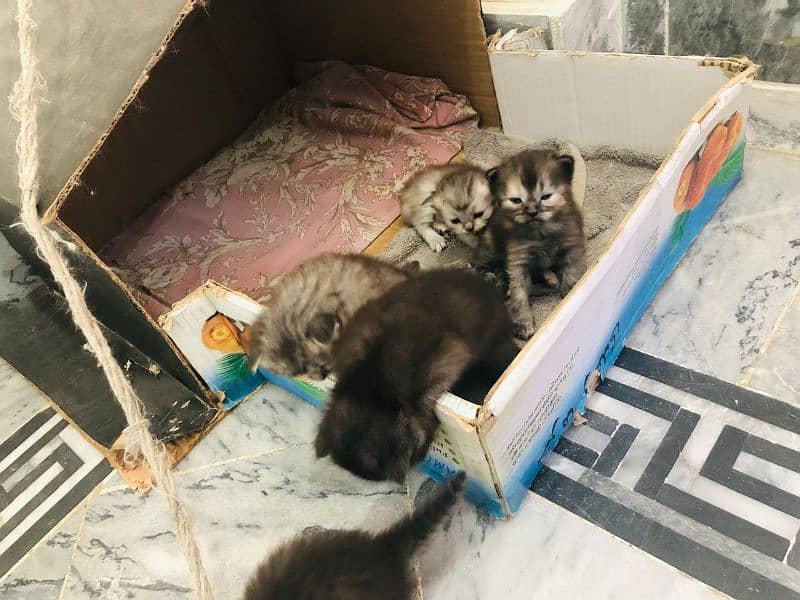 kittens up for sale 1