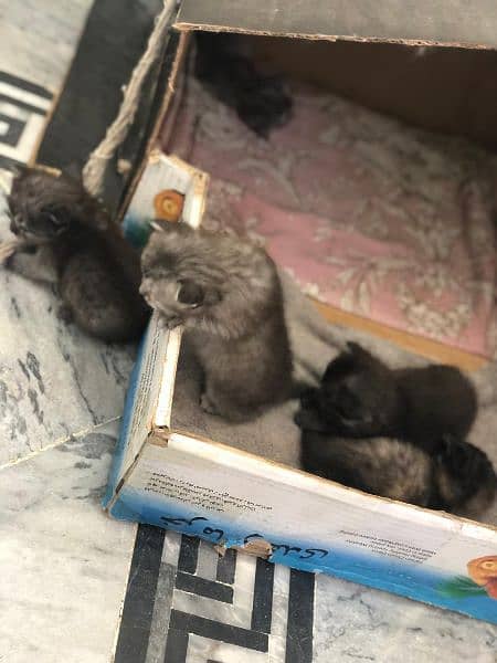 kittens up for sale 2