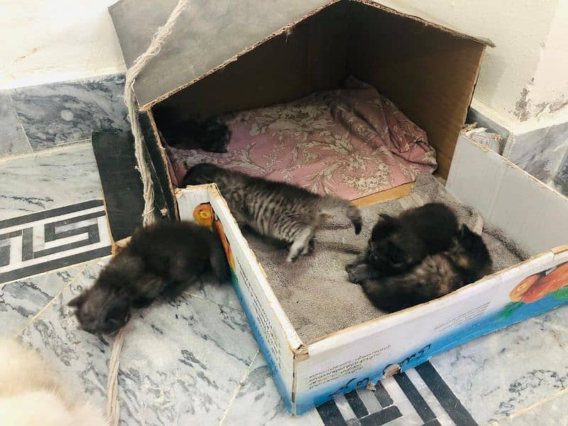 kittens up for sale 3