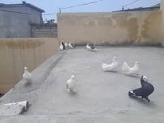 Laky pigeons