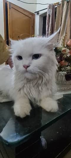 Female Persian Cat 0