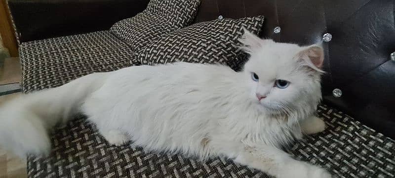 Female Persian Cat 1
