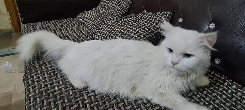 Female Persian Cat 2