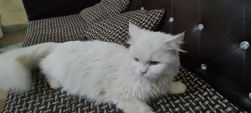 Female Persian Cat 4